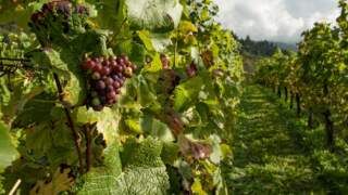 Experiencias con vinos y bodegas en el Vesubio