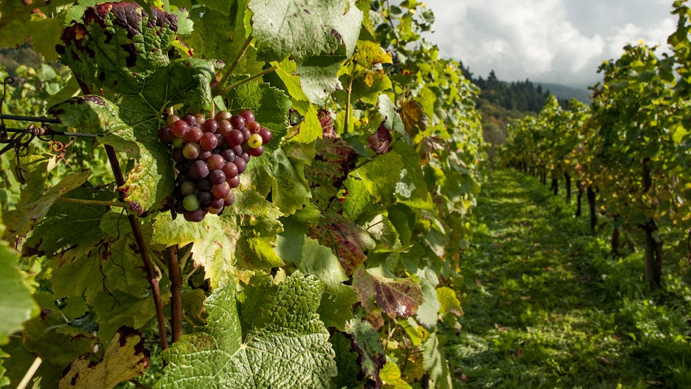 Experiencias con vinos y bodegas en el Vesubio